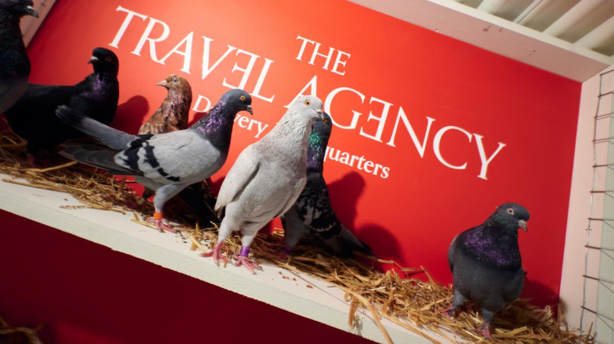 NYC Cannabis Dispensary Tests Carrier Pigeon Delivery