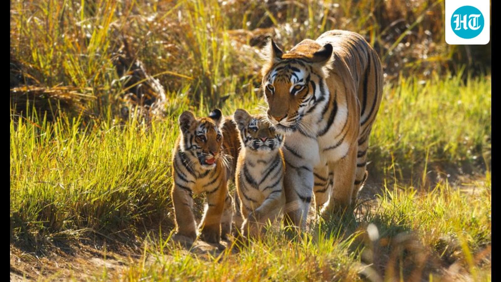 India’s conservation roadmap in its fight against the climate crisis