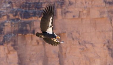 How some Utah hunters can get $800 gift card — and save a rare species