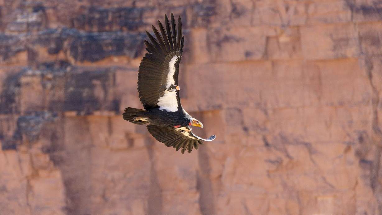 How some Utah hunters can get $800 gift card — and save a rare species