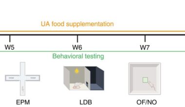 A natural compound repairs brain mitochondria and reverses anxiety in rats