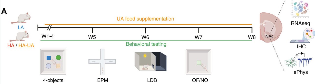A natural compound repairs brain mitochondria and reverses anxiety in rats