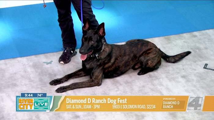 Diamond D Ranch hosts Dog Fest