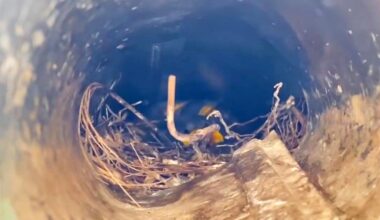 Chirping In Shower Leads Rescuer To Little Family Living In Bathroom Vent