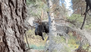 VIDEO: Hiker hides behind tree to avoid moose encounter in Glacier National Park
