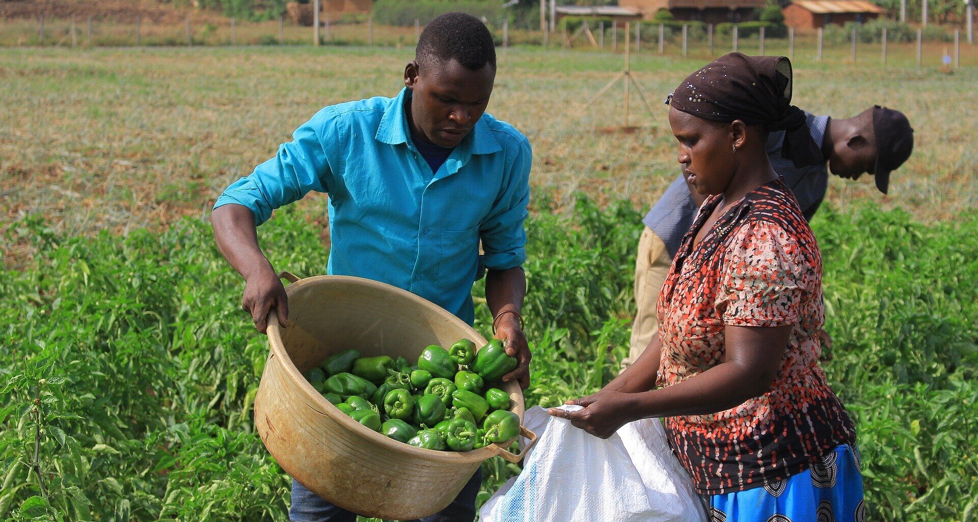 Some recommended US diets carry higher risk of forced labor in food supply chains