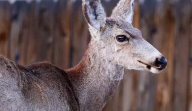 Chronic wasting disease persists in Aspen area