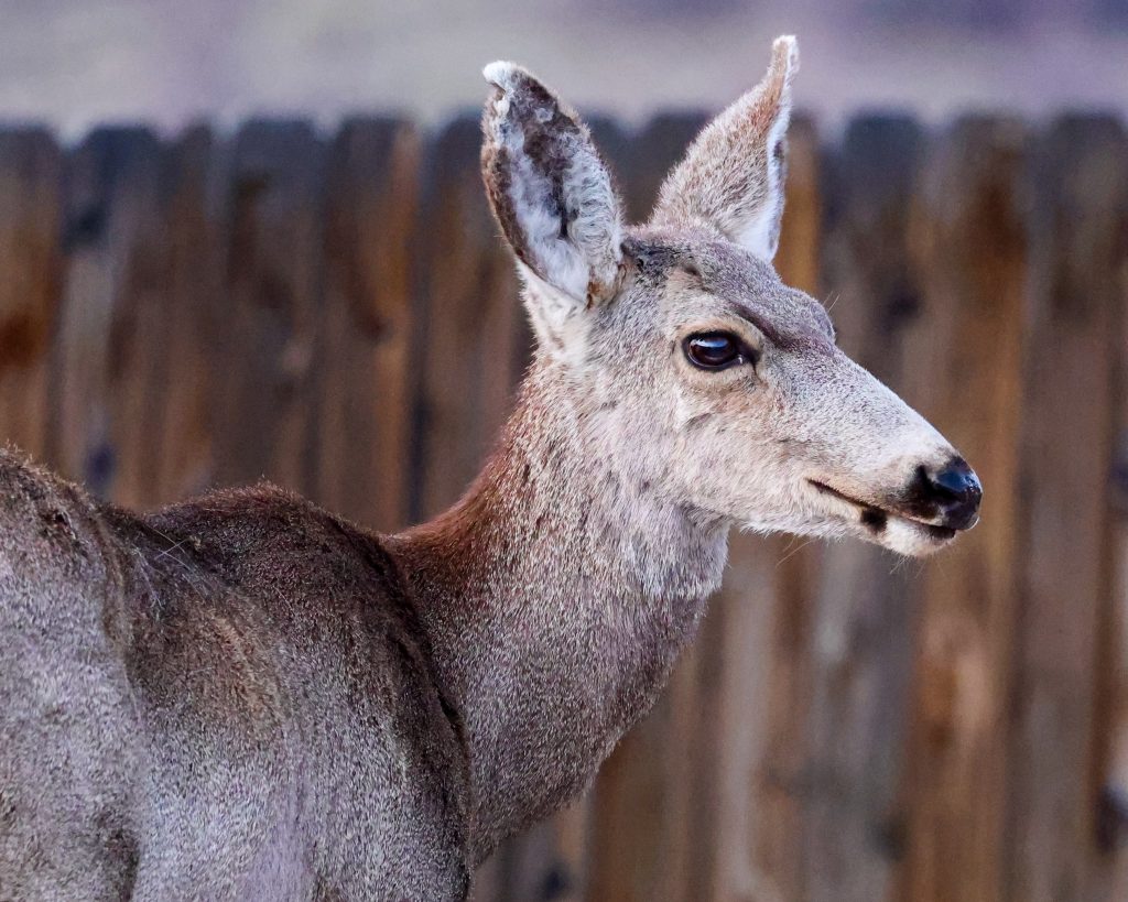 Chronic wasting disease persists in Aspen area