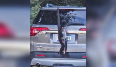 Runaway spider monkey causes stir in Eutawville