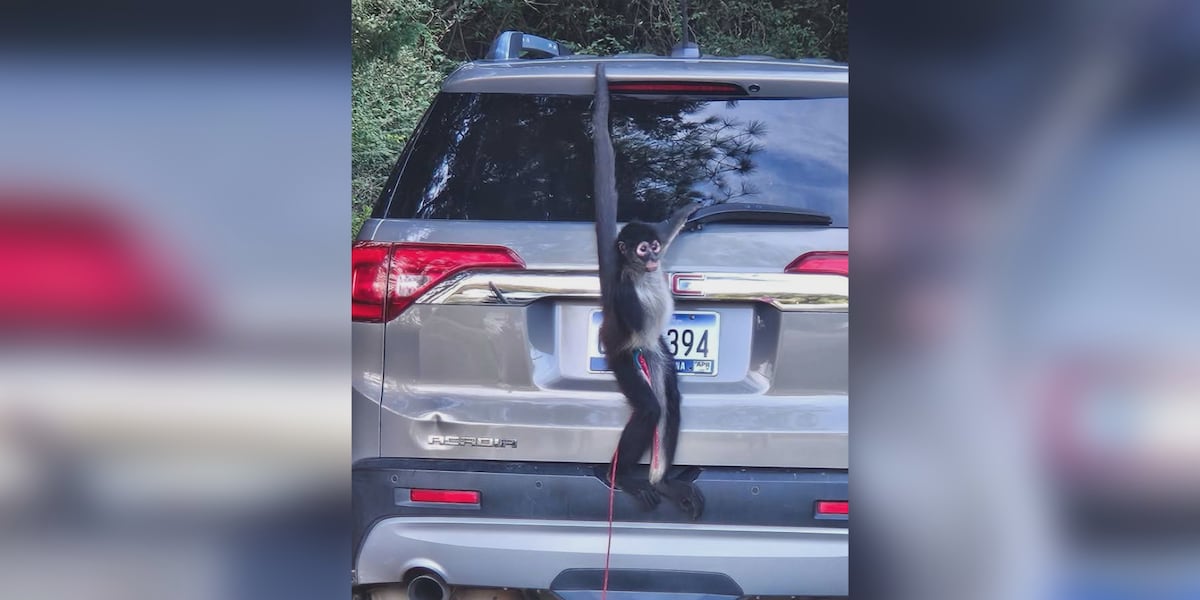 Runaway spider monkey causes stir in Eutawville