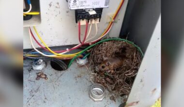 Guy Goes To Evict Mouse Living In Electrical Box — Then Looks A Little Closer