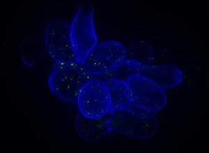 Tracking the impact of mutations