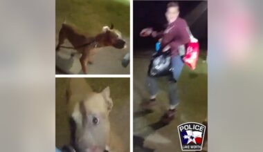 Lake Worth police investigating dog park attack