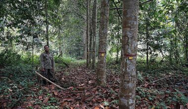 Investigating genetic structure and predicted habitat expansion of endemic tree species in Southeast Asia
