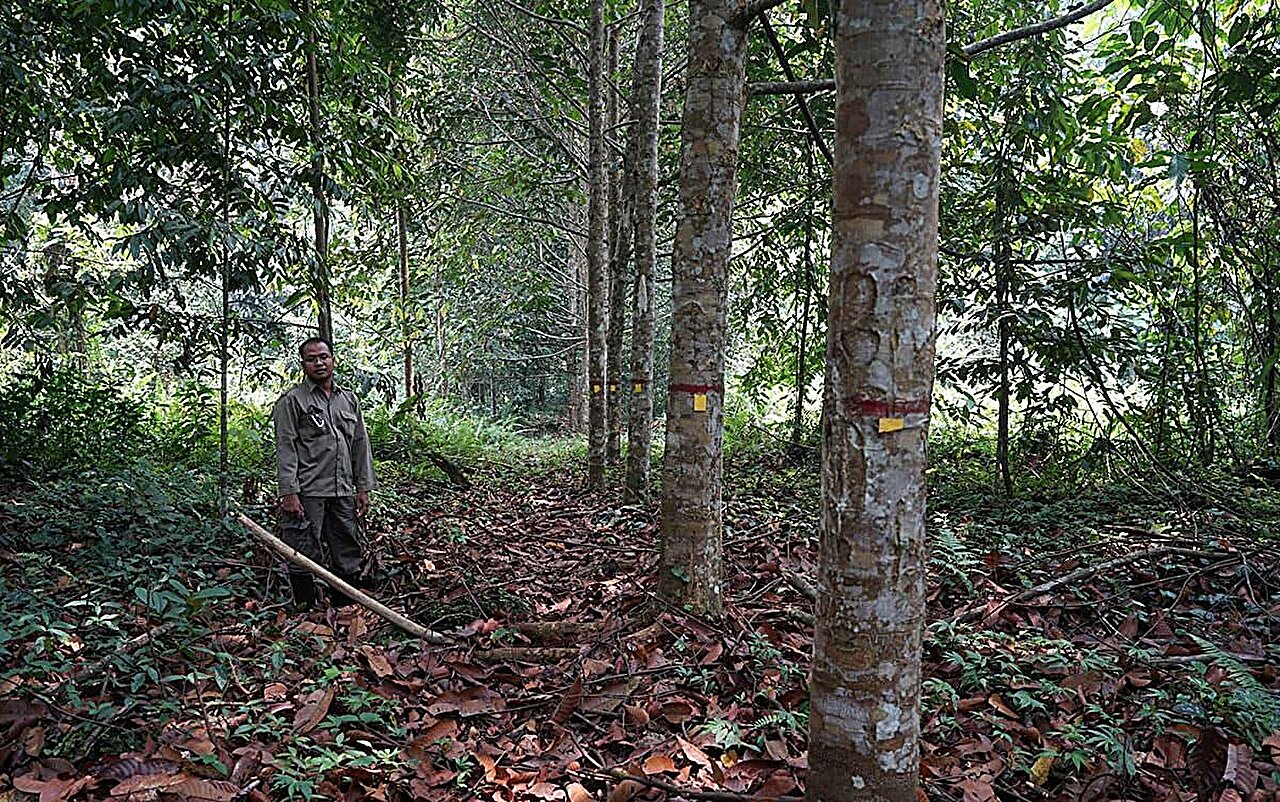 Investigating genetic structure and predicted habitat expansion of endemic tree species in Southeast Asia