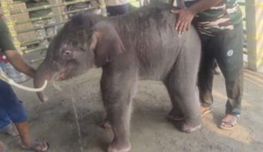 15-day-old elephant rescued after mother’s rejection, IFS officer’s touching video melts hearts