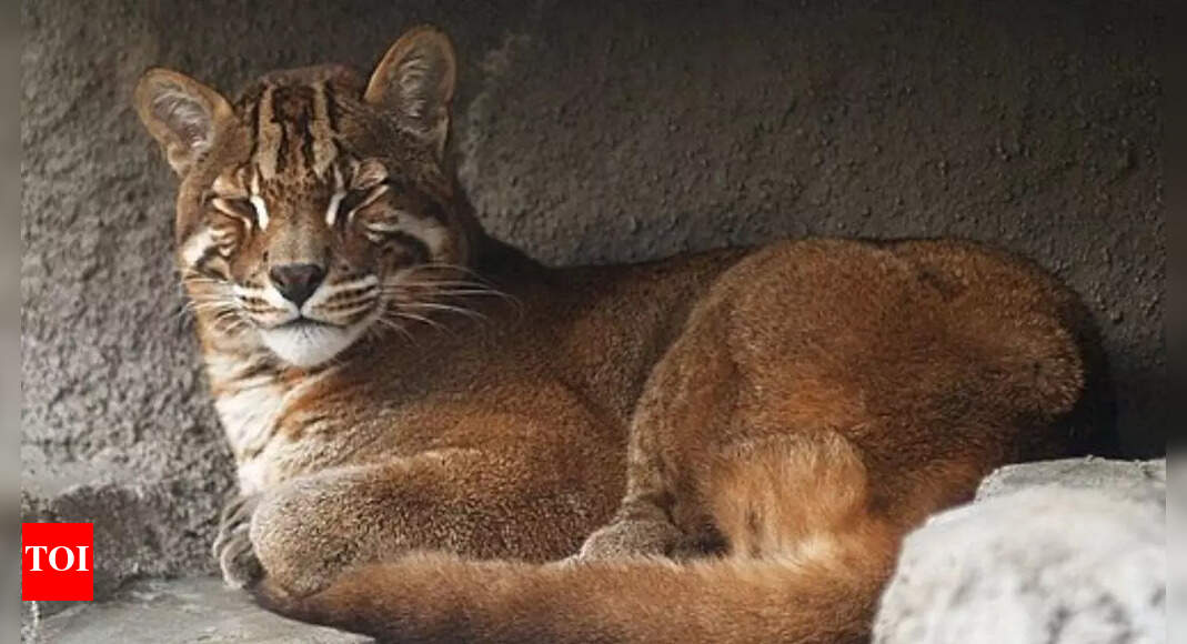 Asian Golden Cat: Asia’s most mysterious and fearless feline that can take down prey twice its size |