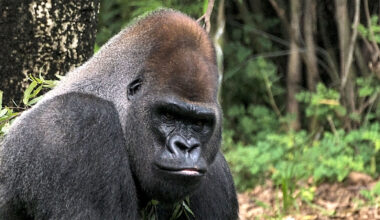 Western-Lowland-Gorilla