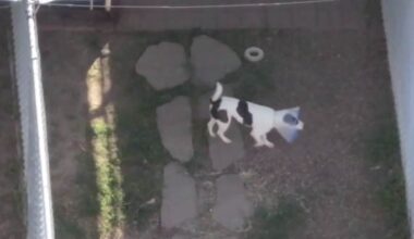 Houston Mayor John Whitmire pushes forward $16 million BARC renovation plan