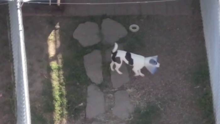 Houston Mayor John Whitmire pushes forward $16 million BARC renovation plan