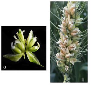 Scientists discover a gene that could triple wheat production