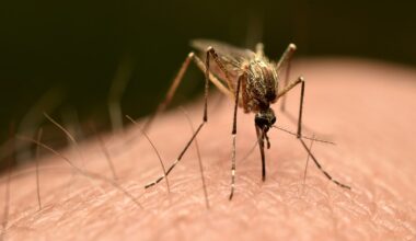 First locally acquired chikungunya virus case confirmed in US since 2019