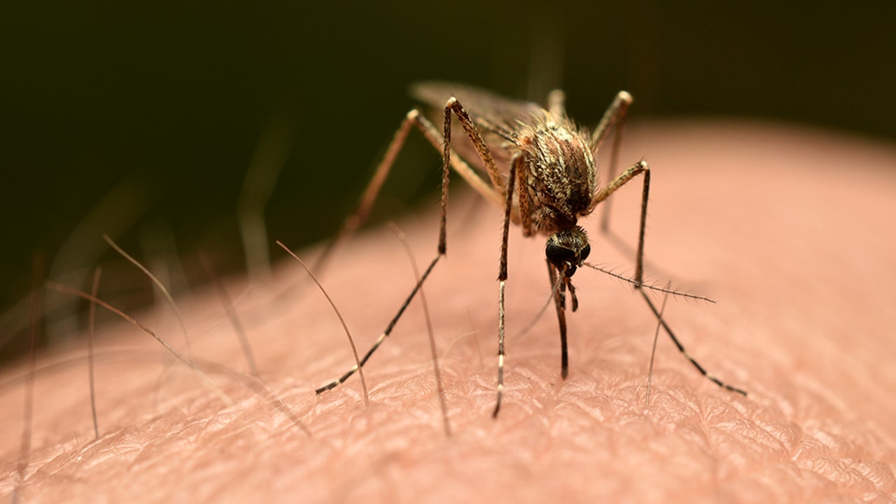 First locally acquired chikungunya virus case confirmed in US since 2019