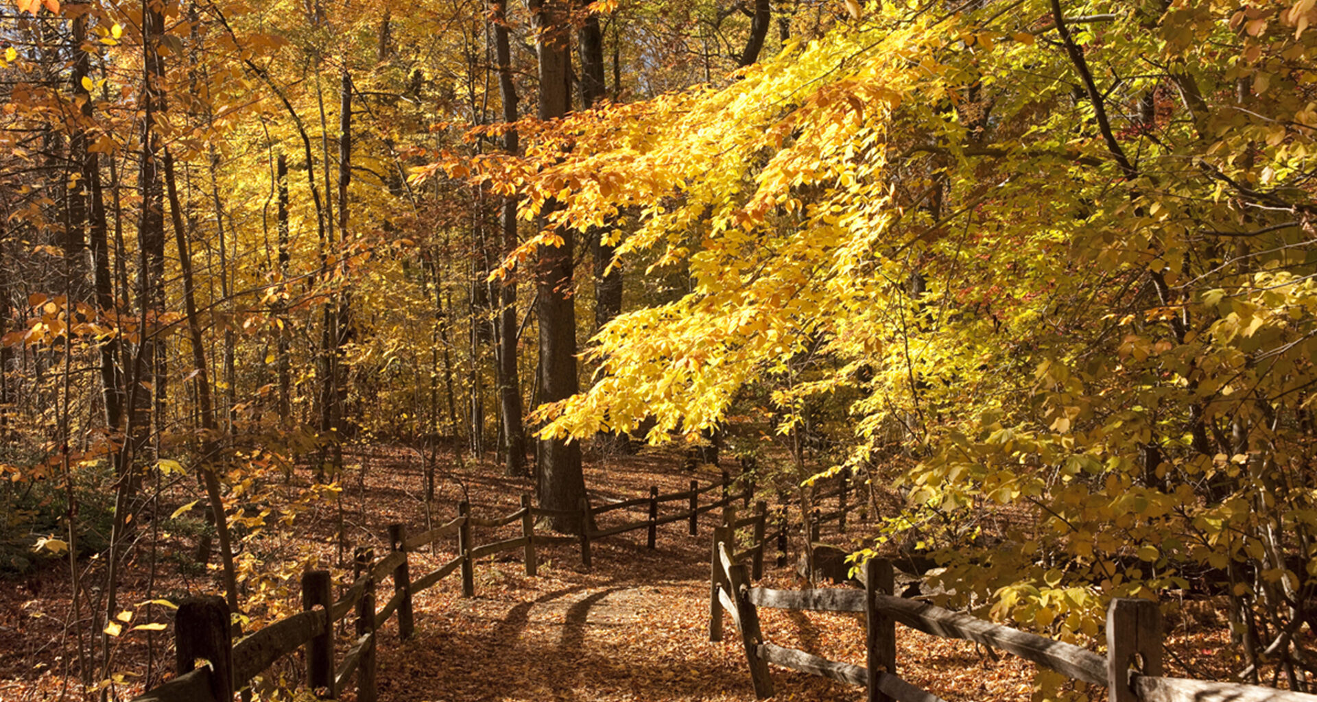 Here are all the best fall foliage trackers to bookmark for peak leaf-peeping around New York this autumn