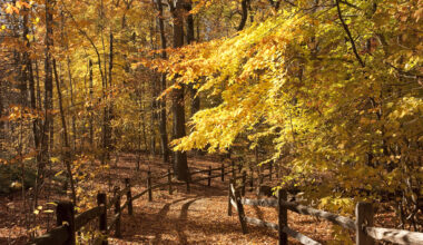 Here are all the best fall foliage trackers to bookmark for peak leaf-peeping around New York this autumn