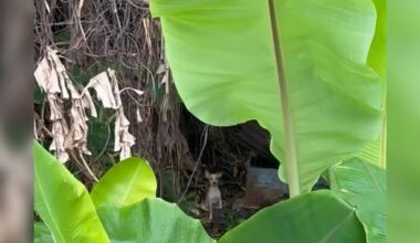 Three-Legged Baby Struggling To Survive Alone In Jungle Needed A Miracle