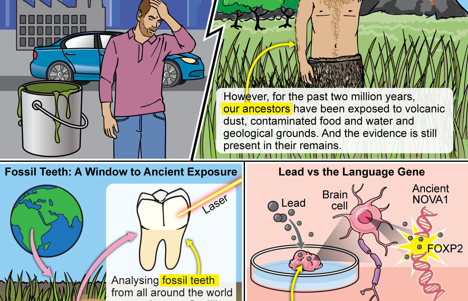 Ancient lead exposure may have shaped evolution of human brain