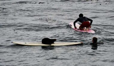 Sea otter steals surfer’s board in Santa Cruz; woman uninjured