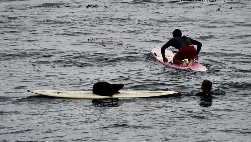 Sea otter steals surfer’s board in Santa Cruz; woman uninjured