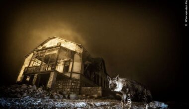Ghostly shot of hyena wins Wildlife Photographer of the Year award