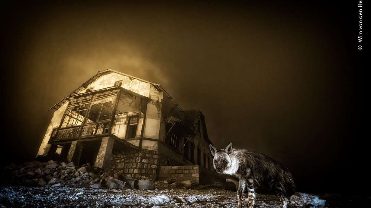 Ghostly shot of hyena wins Wildlife Photographer of the Year award