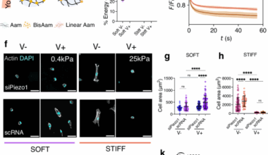 Piezo1 regulates the mechanotransduction of soft matrix viscoelasticity