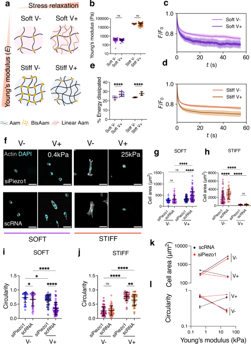 Piezo1 regulates the mechanotransduction of soft matrix viscoelasticity