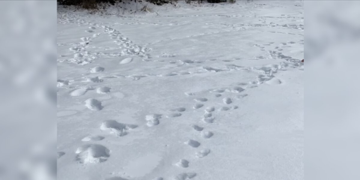 Woman Sees Paw Prints By Her House And Finds A Mystery Visitor In Need Of Help