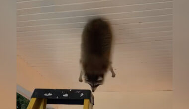 Homeowner Wakes Up To Find A Chubby Animal Dangling From The Ceiling