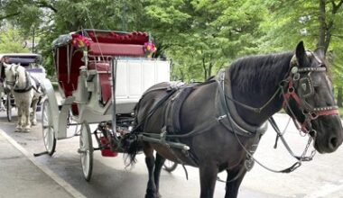 Editor’s note: Horse carriage ban opponents take a wait-and-see approach