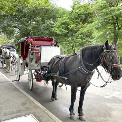 Editor’s note: Horse carriage ban opponents take a wait-and-see approach