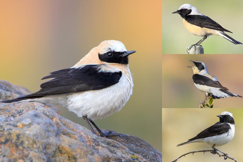 Male wheatears of the Oenanthe hispanica complex. Left, Western black-eared wheatear (O. hispanica). Top and middle right, black-throated and white-throated Eastern black-eared wheatear (O. melanoleuca). Bottom right, Pied wheatear (O. pleschanka) Male wheatears of the Oenanthe hispanica complex. Left, Western black-eared wheatear (O. hispanica). Top and middle right, black-throated and white-throated Eastern black-eared wheatear (O. melanoleuca). Bottom right, Pied wheatear (O. pleschanka)