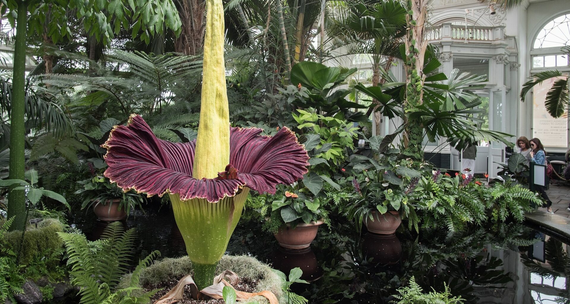 When is the stinky corpse flower going to bloom at the New York Botanical Garden?