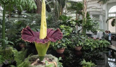 When is the stinky corpse flower going to bloom at the New York Botanical Garden?