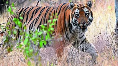 Big cat, big loss: In 4 years, Maharashtra has lost 142 tigers, 537 leopards, reveals RTI query