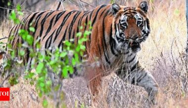 Big cat, big loss: In 4 years, Maharashtra has lost 142 tigers, 537 leopards, reveals RTI query | India News