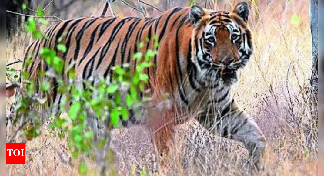 Big cat, big loss: In 4 years, Maharashtra has lost 142 tigers, 537 leopards, reveals RTI query | India News