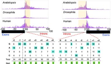 Genetic code reveals how mutations disrupt mRNA and cause disease