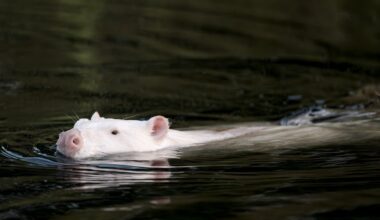 Wildlife Photographer Scratches Head When He Sees Strange White Animal In Marsh