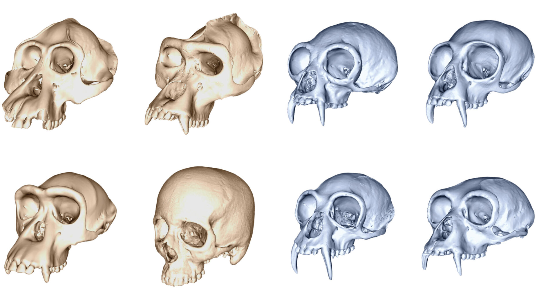 Humans evolved fastest among the apes, 3D skull study shows